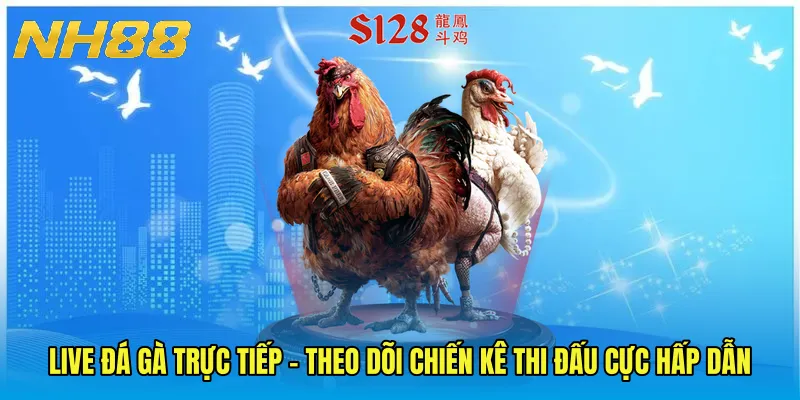 Live Đá Gà Trực Tiếp - Theo Dõi Chiến Kê Thi Đấu Cực Hấp Dẫn